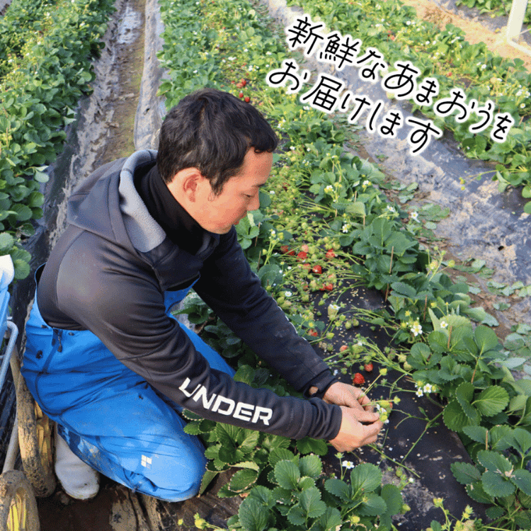 水上ファームの宗像産あまおう 味わい重視・たっぷり約300g（6～15粒